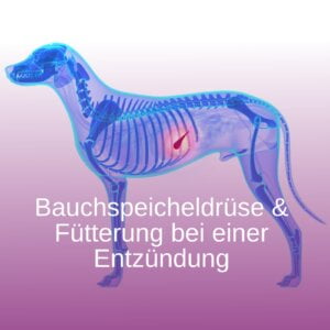 bauchspeicheldrüse hund
