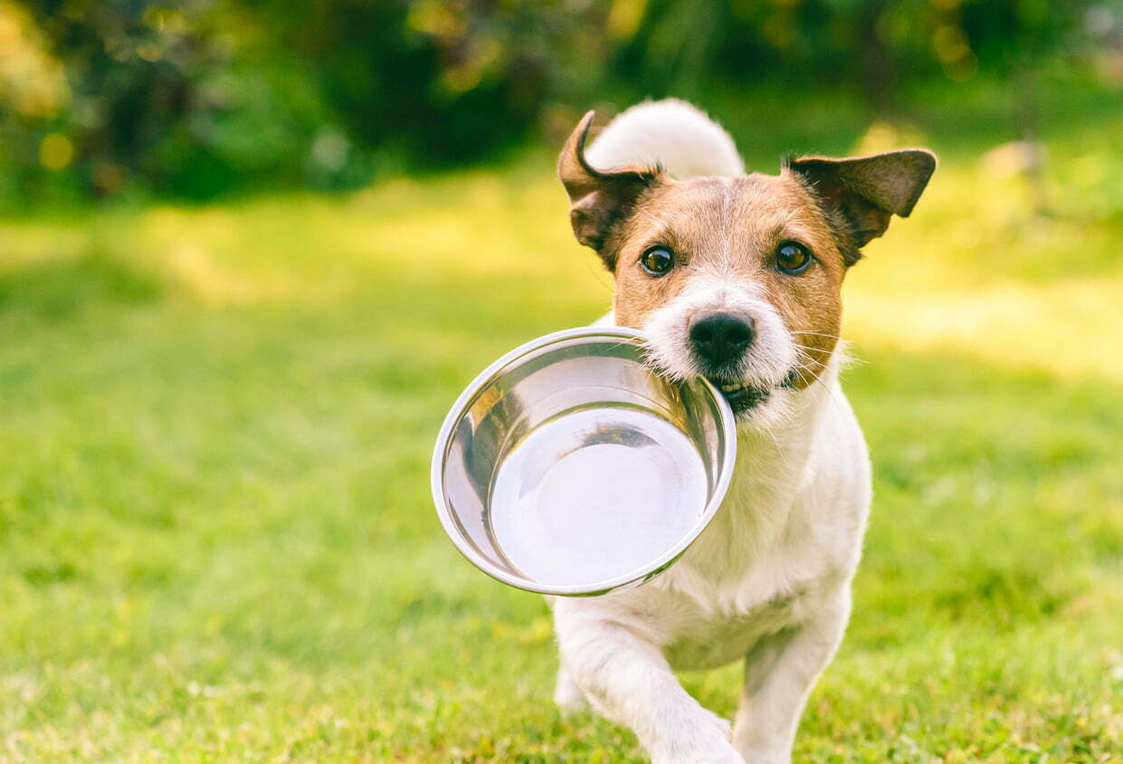 Gesunder Hund mit Napf auf der Wiese