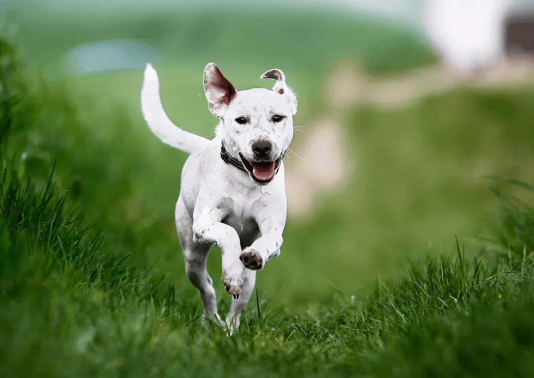 Unbeschwerter Hund rennt über die Wiese
